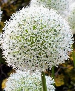 Allium stipitatum 'White Giant' - Skägglök / Jättelök