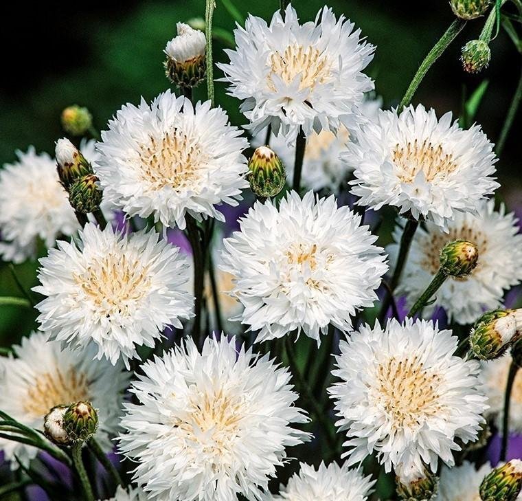 Blåklint vit höjd 70 cm blomstertid maj-september 40 frö