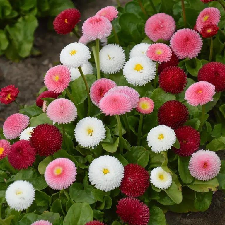 Tusensköna 'Pomponette' Mix tvåårig h 15-20 cm blom april-juni 100 frö