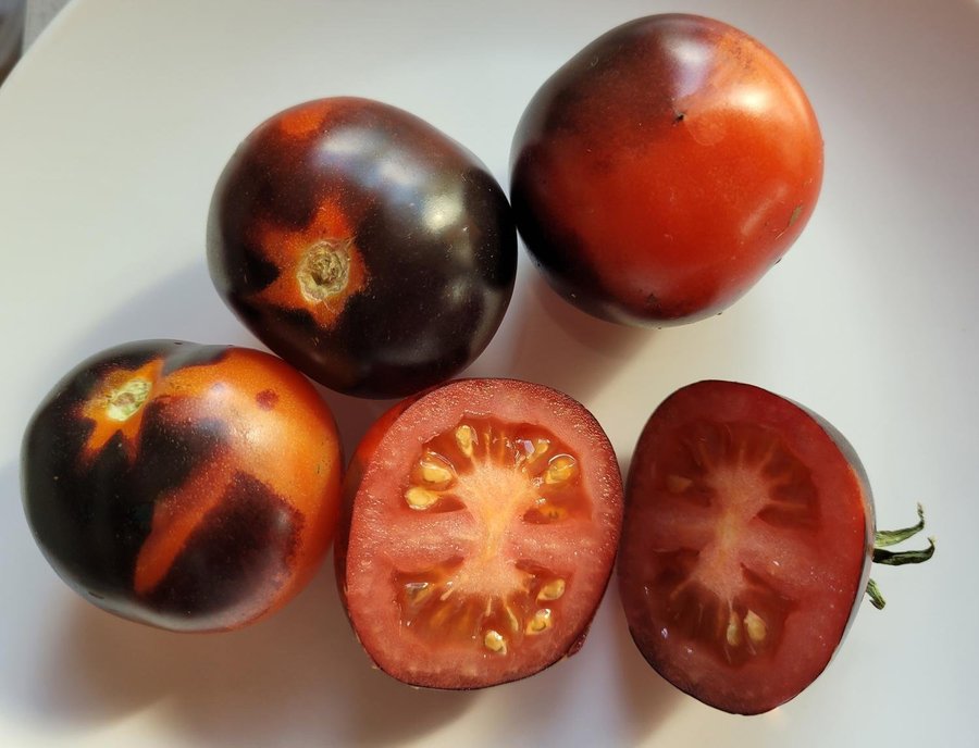 Tomat BLUE SMOKE höjd ca 150 cm vikt 30-70 g 6 frön