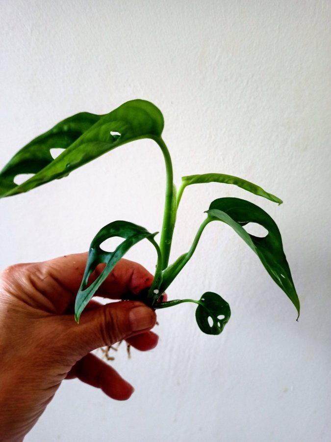 MONSTERA ADANSONI " MONKEY MASK"- planta