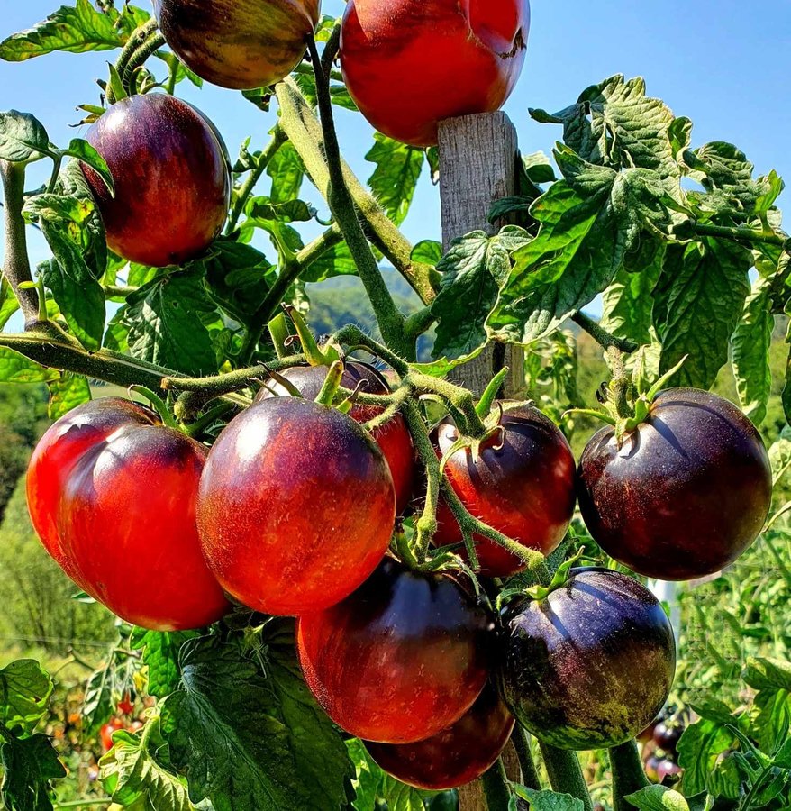 Tomat DARK TIGER höjd 170 cm vikt 60-120 g 6 frö
