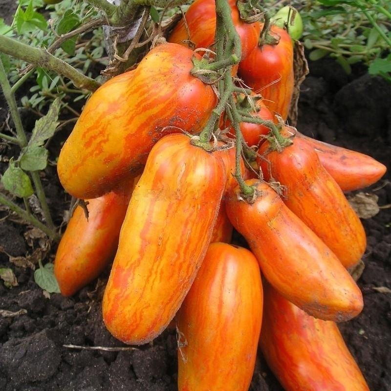 Tomat Pepper Striped Yellow låg buske 50-60 cm vikt 80-100 g 6 frön