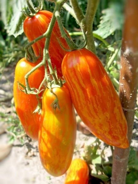 Tomat Pepper Striped Yellow låg buske 50-60 cm vikt 80-100 g 6 frön