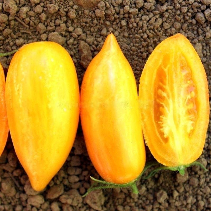 Tomat GOLDEN CANARY höjd 200 cm vikt upp till 100g 6 ekologiska frön