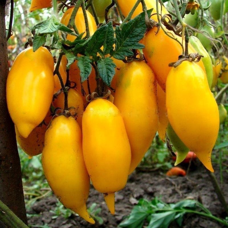 Tomat GOLDEN CANARY höjd 200 cm vikt upp till 100g 6 ekologiska frön