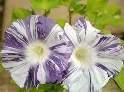 Purpurvinda Arlekin Mix klängväxt 2-4 m lång blommar juli-sept 8 frön