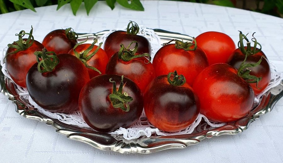 Tomat CASCADE VILLAGE BLUE höjd ca 150 cm vikt 50-100 g 6 frö