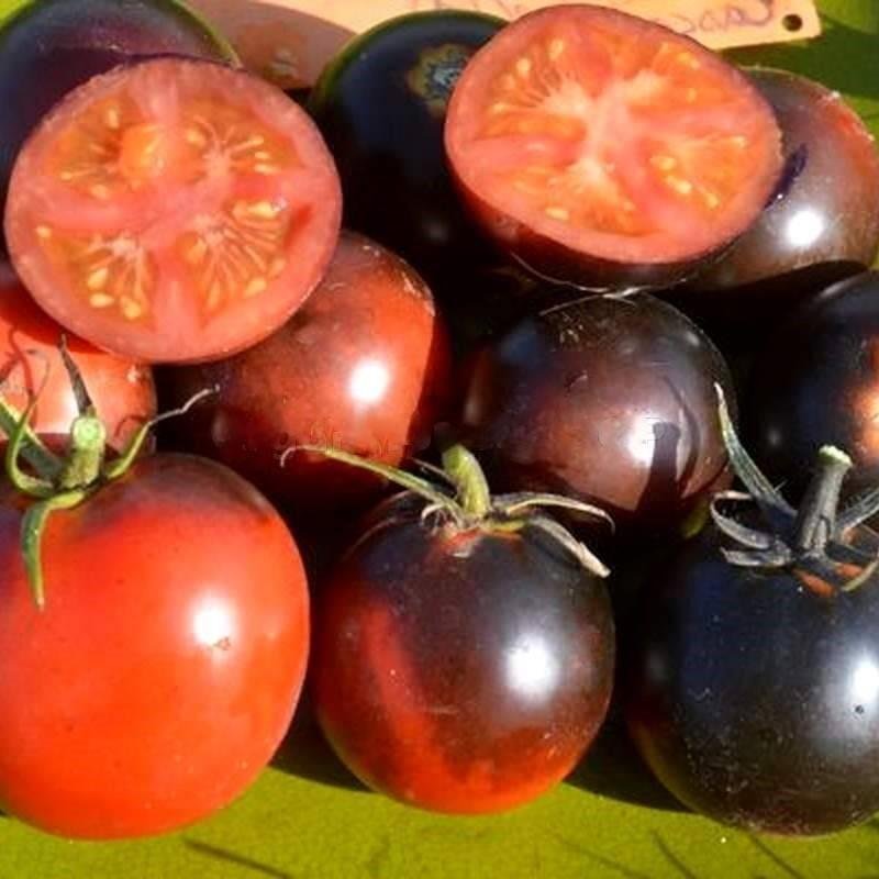 Tomat CASCADE VILLAGE BLUE höjd ca 150 cm vikt 50-100 g 6 frö