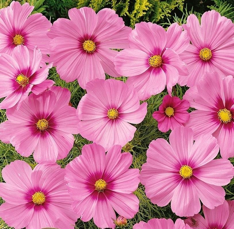 Rosenskära 'Kosmos Sensation` Pink with Bloch´ h 50 cm bl juli-frost 40 frö