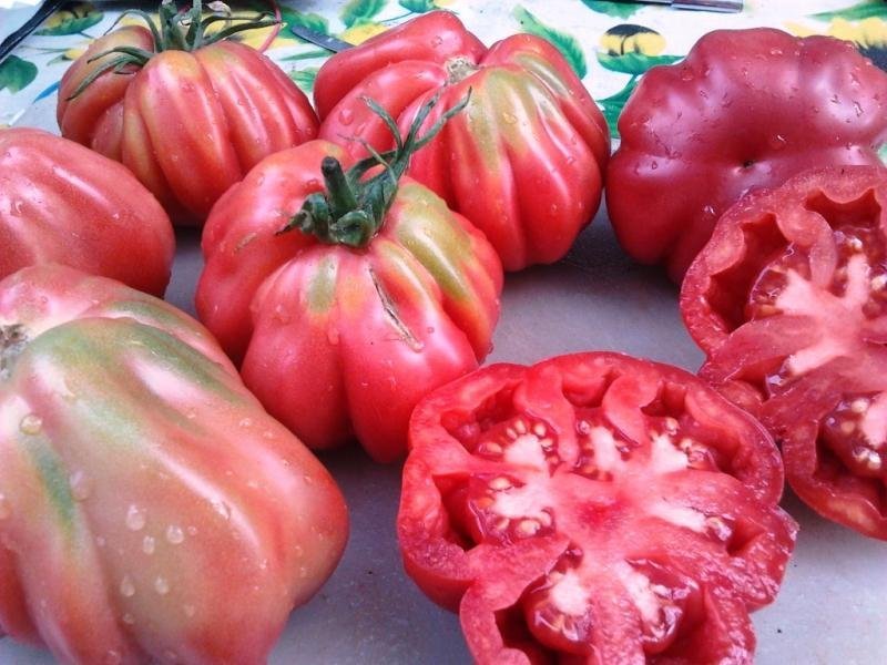 Tomat SHARPEI PINK sällsynt höjd 180-200 cm frukt ca 160 g 6 frön