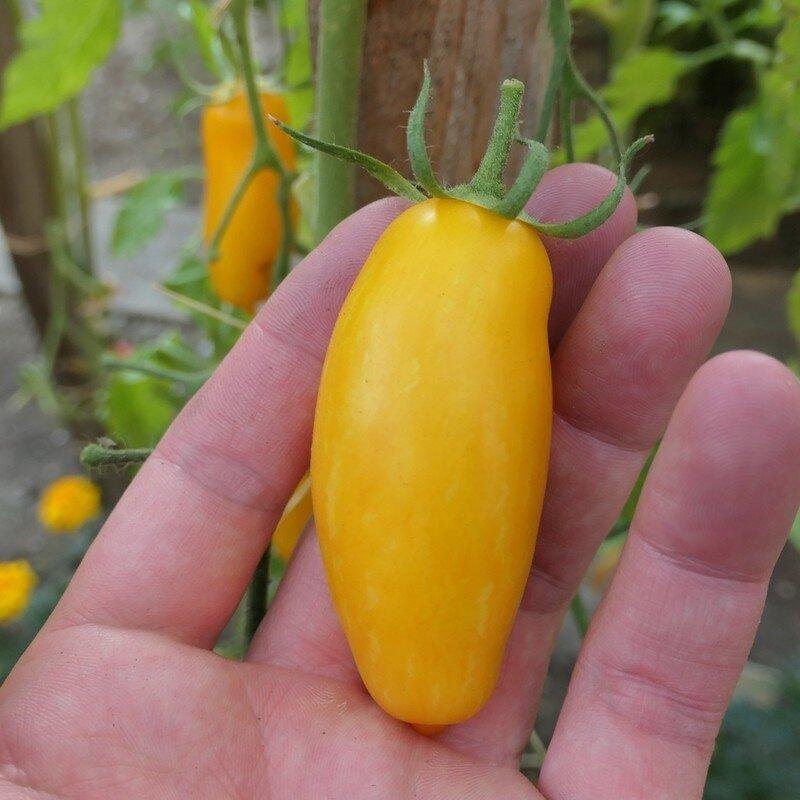 Tomat BANANA LEGS höjd ca 150 cm frukt 10 cm lång sen 6 frön