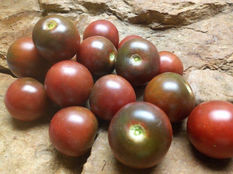 Tomat PURPLE HAZE höjd ca 180 cm vikt 50-80 g 6ekologiska frön