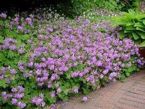 Fyra fleråriga plantor Näva Geranium 'Cambridge'!