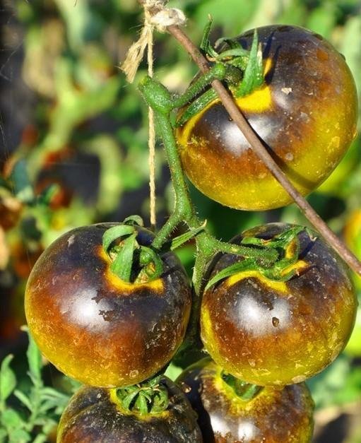 Tomat MUDDY WATERS  höjd ca 150 cm fruktvikt 150-220 g 6 frö