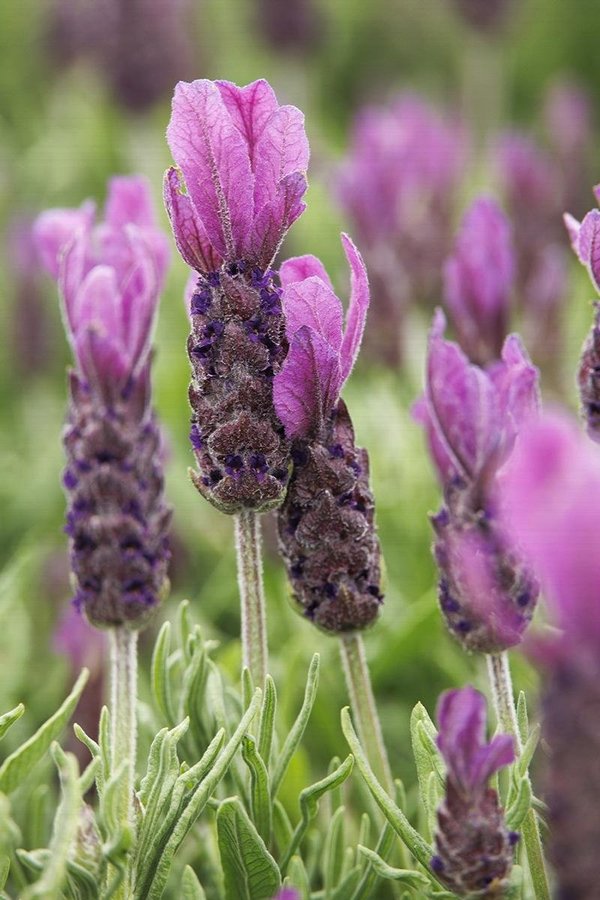 Fransk lavendel krukväxt övervintras frostfritt fin doft h ca 40cm 20 frön