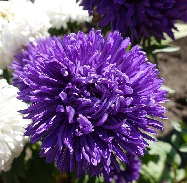 Aster/ Pionaster "Lazurite h ca 50-70 cm blomtid juli-okt  ca 50 frön