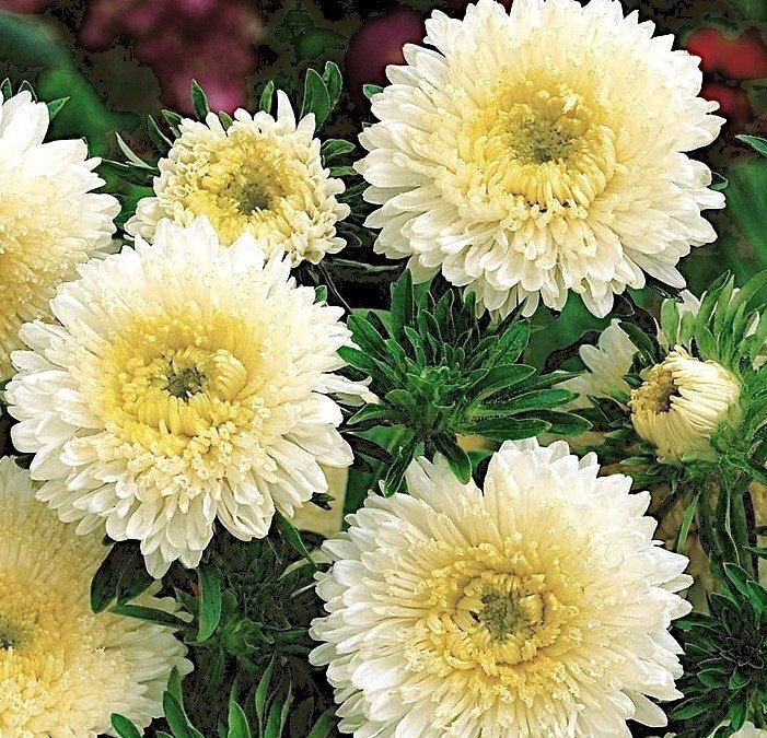Aster Milena vit-gul höjd 40-60 cm blommar juli-okt 40 frö