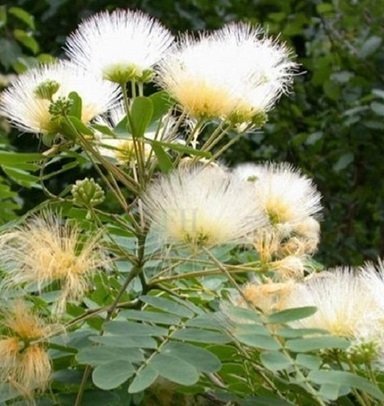 Silkesträd Albizia Vit (Albizia Guachapele) 6 frö