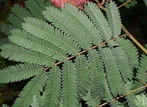 Silkesträd Albizia Vit (Albizia Guachapele) 6 frö