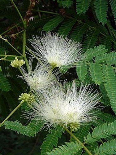 Silkesträd Albizia Vit (Albizia Guachapele) 6 frö