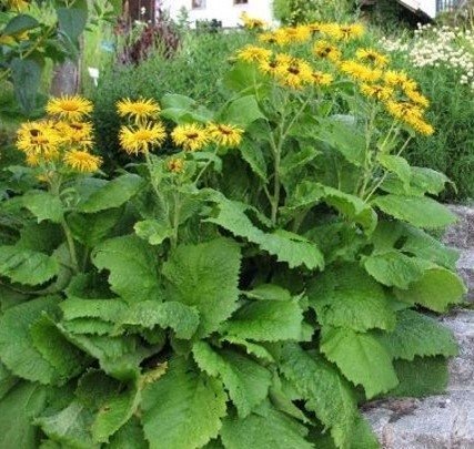 Strålöga flerårig höjd ca 150 cm blomtid juli-september minst 50 frön