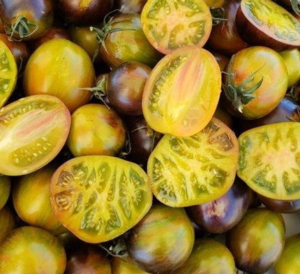 Tomat ATOMIC FUSION höjd 150 cm vikt 60-120 g SÅÅÅ vackra o goda! 6 frö