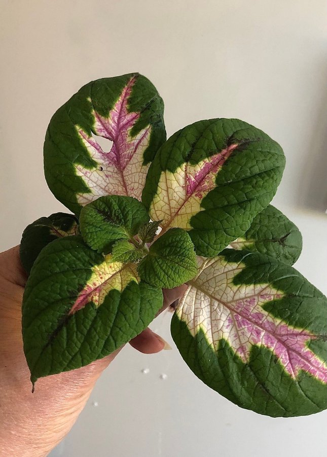 Palettblad Coleus ”wisard rose” en rotad topstickling