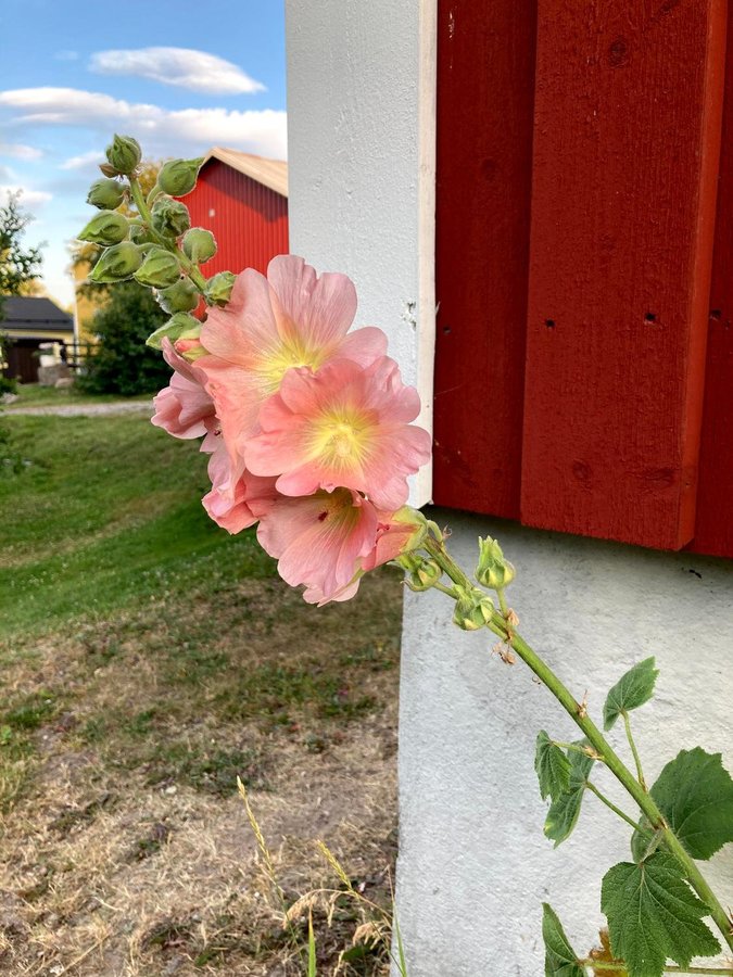 Stockros ca 30 fröer