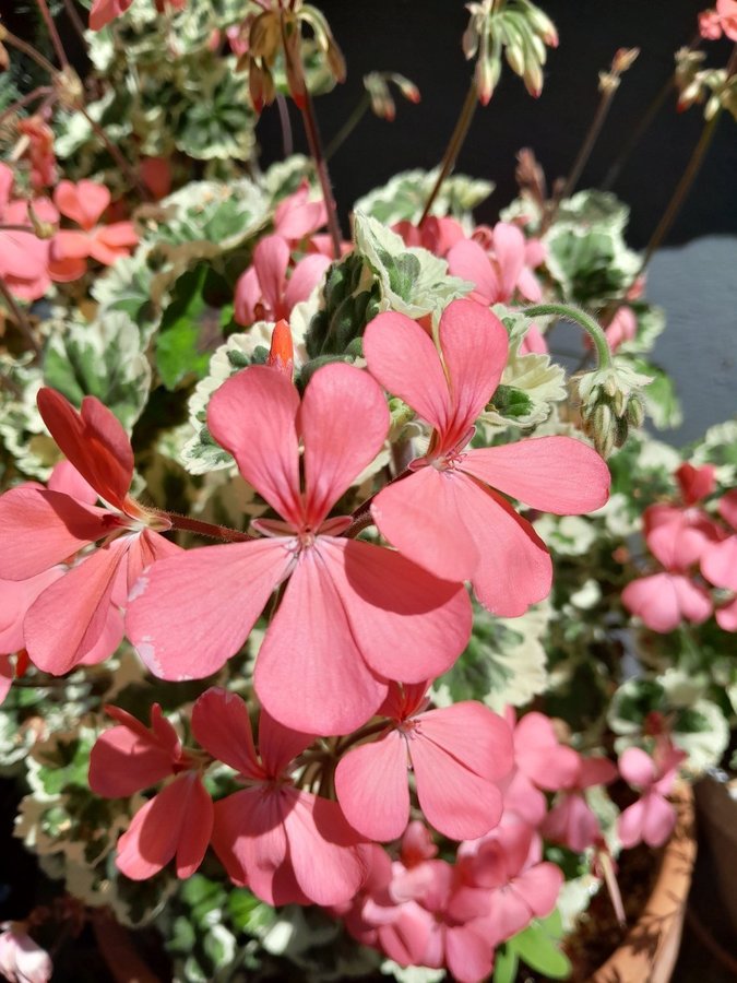 Fem Topp skott av mina Pelargoner!