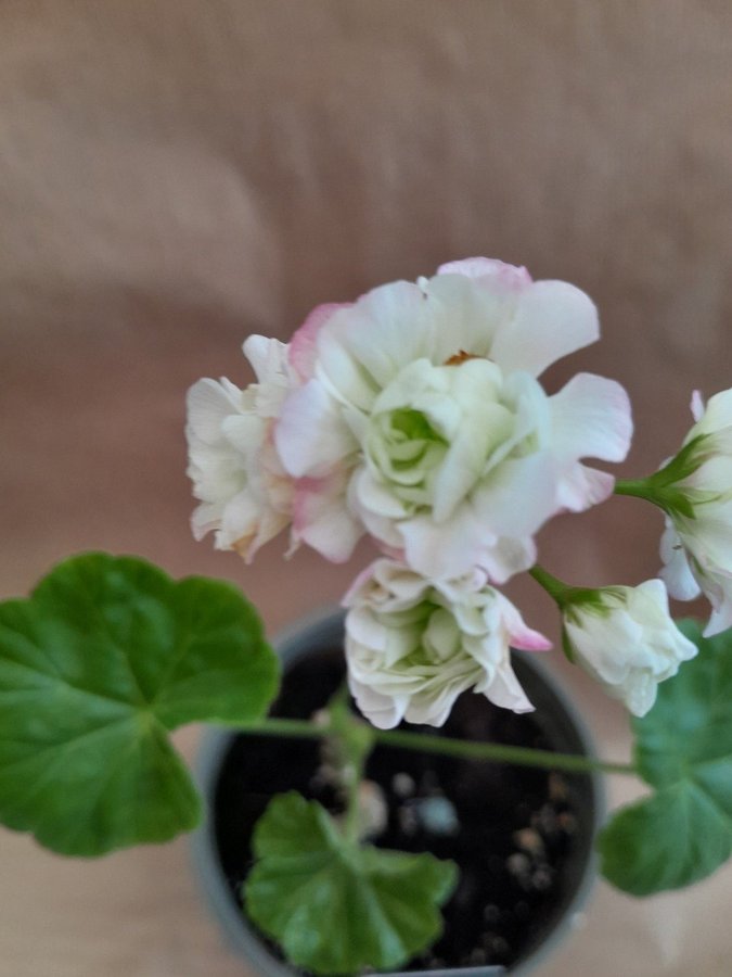 Fem Topp skott av mina Pelargoner!