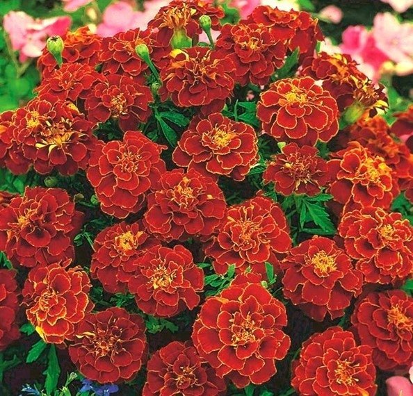 Tagetes Red Cherry  höjd 20-25 cm blommar juni-frost 40 frön