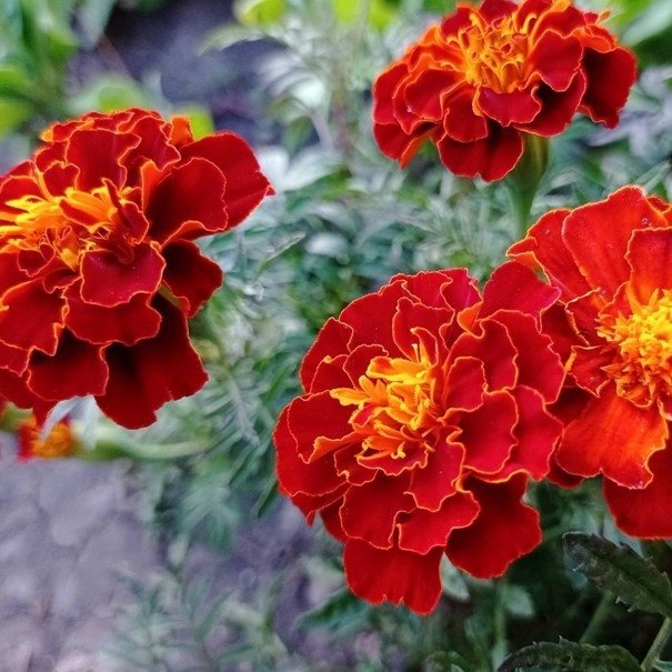 Tagetes Red Cherry  höjd 20-25 cm blommar juni-frost 40 frön