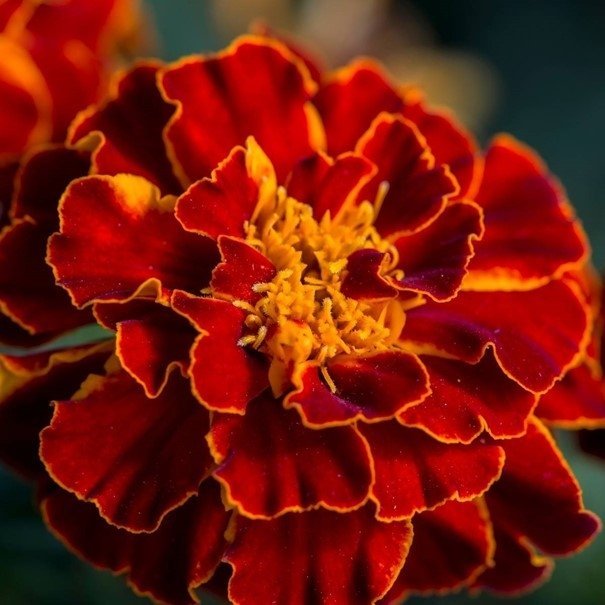 Tagetes Red Cherry  höjd 20-25 cm blommar juni-frost 40 frön