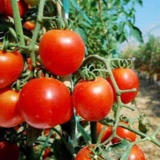 Tomat Jawor tidig h ca 50 cm ca 100 g motståndskraftig mot sprickning 6 frö