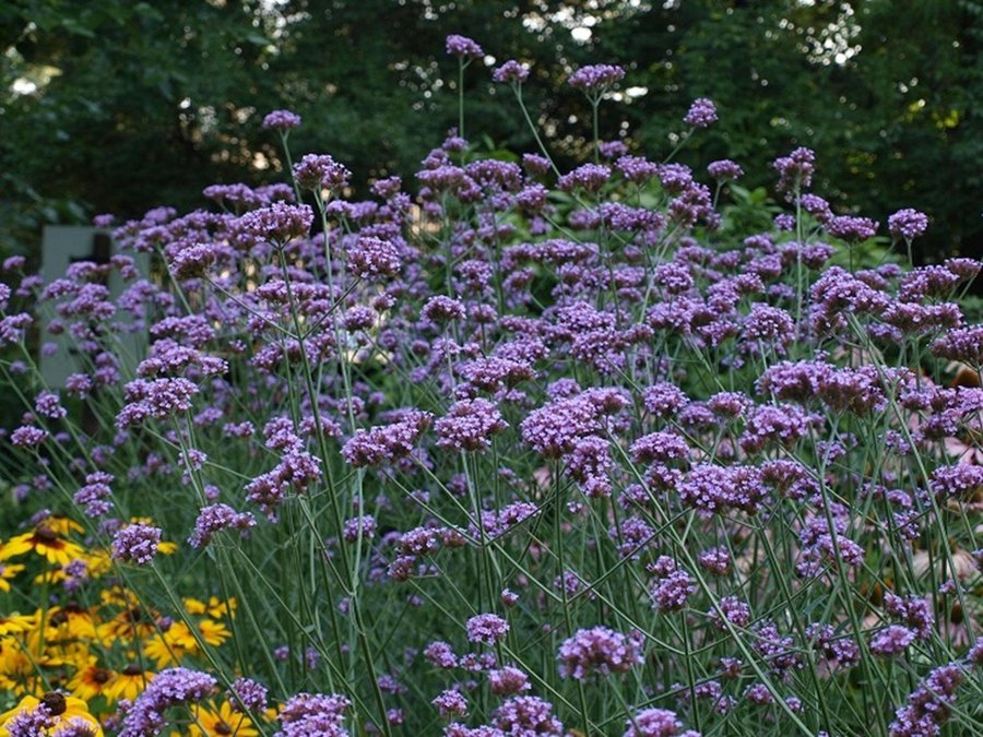 Jätteverbena 'Patagonska' flerårig höjd 120- 150 cm bl juli-frost ca 50 frön