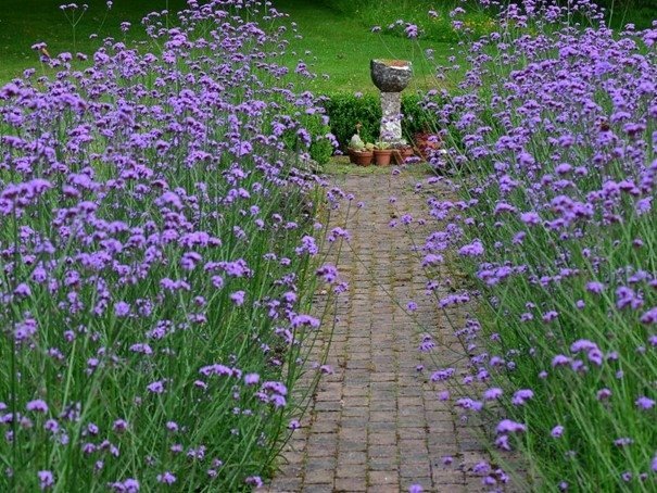 Jätteverbena 'Patagonska' flerårig höjd 120- 150 cm bl juli-frost ca 50 frön