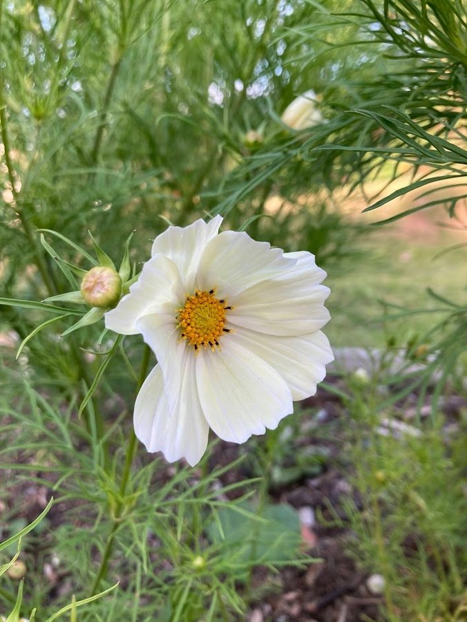 Rosenskära vacker sommarblomma ca 20fröer