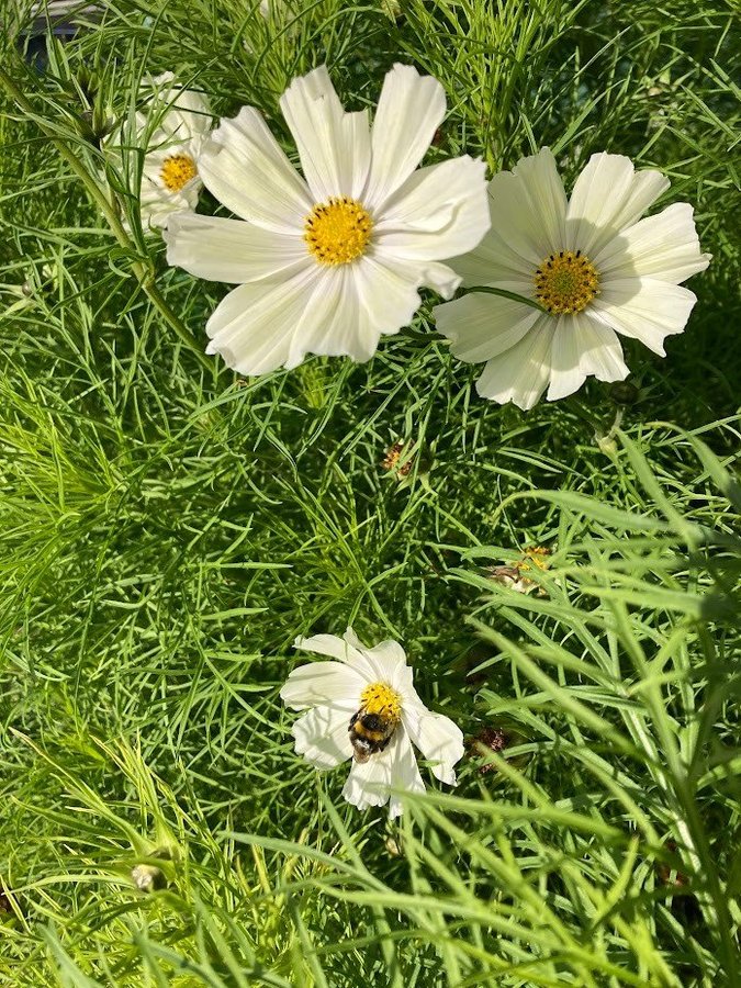 Rosenskära vacker sommarblomma ca 20fröer