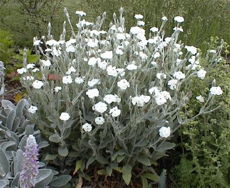 Purpurklätt Alba flerårig höjd 60-80 cm blomtid juni-september ca 30 frön