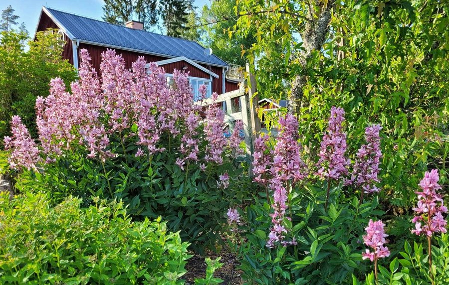 Mosses Brinnande Buske flerårig m härdig h 80 cm bl juni-augusti 30 frö