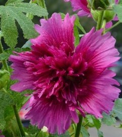 Alcea rosea 'Queeny Purple' - Stockros