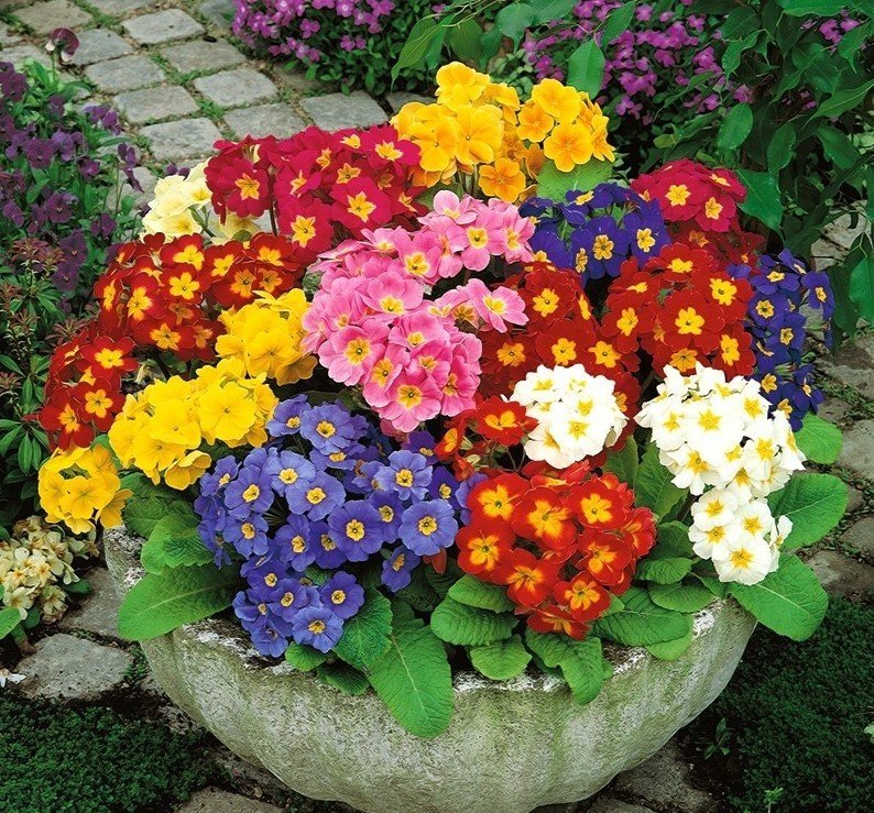 Primula/ Viva Mix flerårig höjd 15-20 cm vårblomma 30 frön