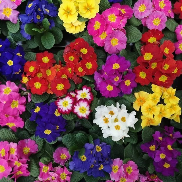 Primula/ Viva Mix flerårig höjd 15-20 cm vårblomma 30 frön