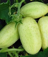 GURKA - Cucumis sativus 'Long White' - Liten vit Gurka