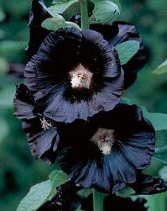 Alcea rosea 'Nigra' - Svart Stockros