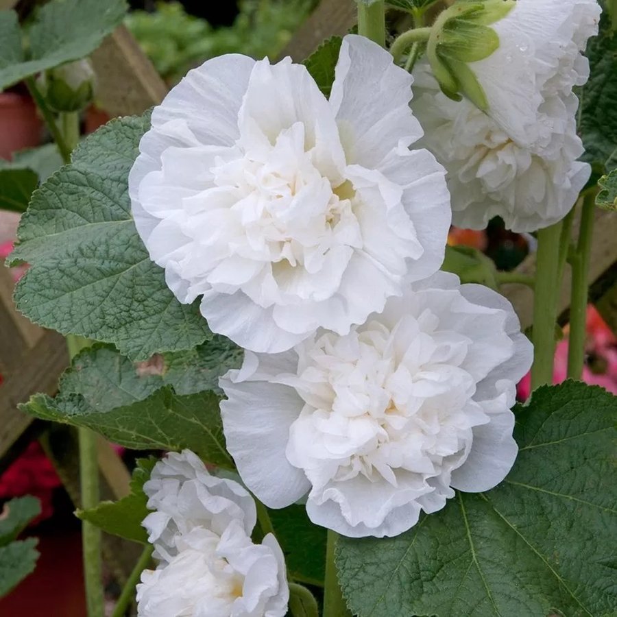 NYHET! Stockros 'Majorette White' 30st frön