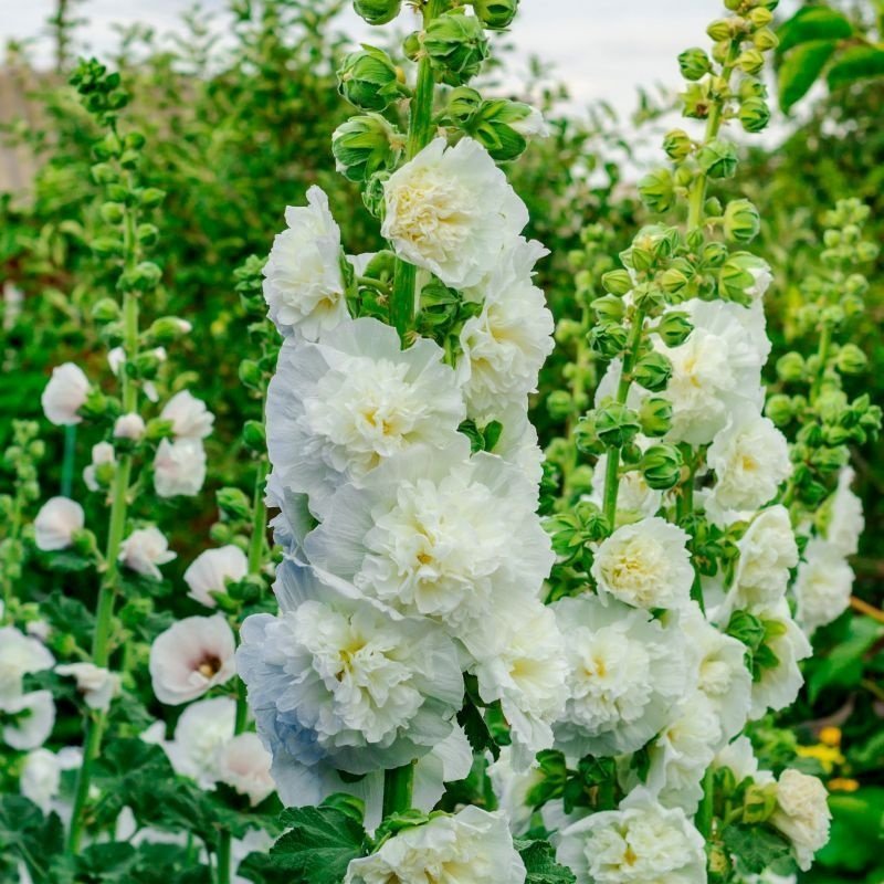 NYHET! Stockros 'Majorette White' 30st frön