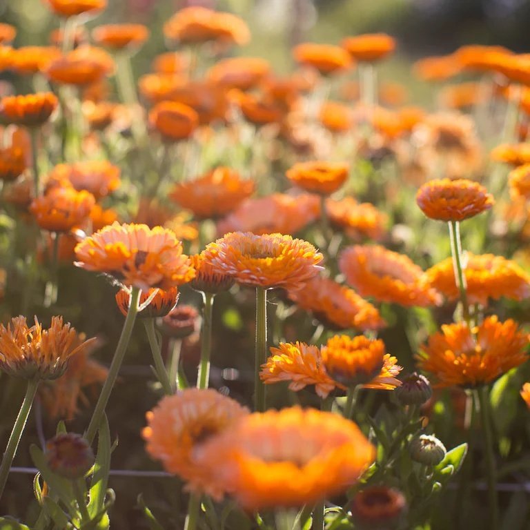 NYHET! Ringblomma 'Apricot Beauty' 50st frön