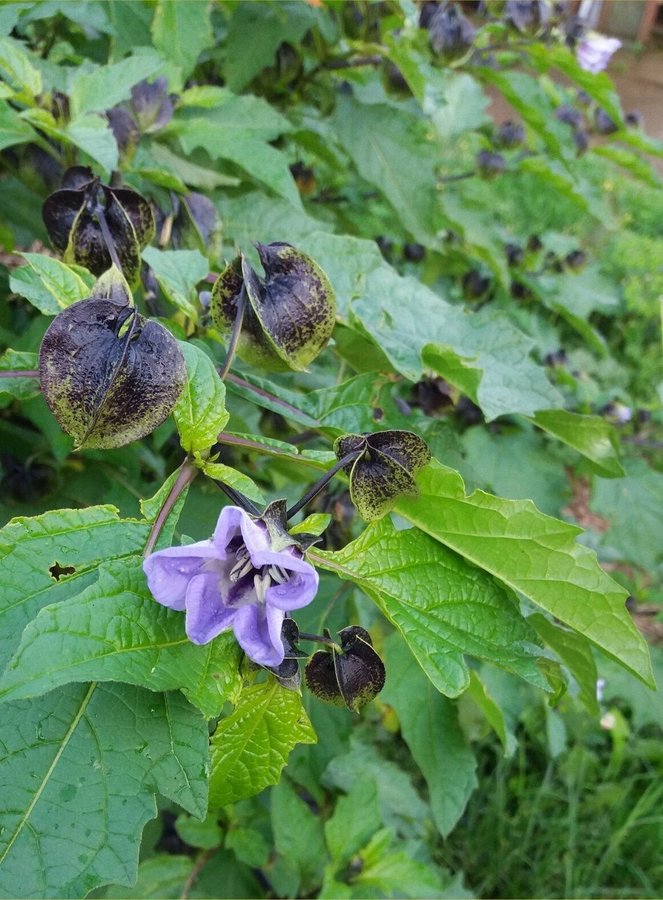 NYHET! Ballongblomma 'Blue Wonder' 50st frön